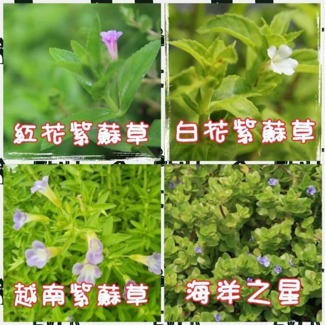 【水畝田】 香草系 水生植物 (紅花、白花、越南紫蘇草、台灣土薄荷、魚腥草 、水八角、香辣蓼、越南香菜、水草盆栽)