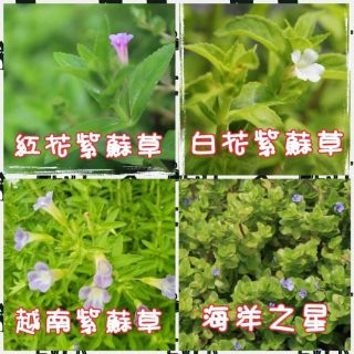 水畝田 園藝熱銷水生植物矮紙莎草 紅禾草 白鷺莞 紫唇花 水紅波 水姑娘 隨意草 班葉布袋蓮 蝦皮購物