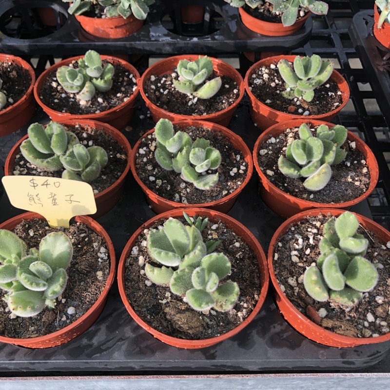 宏禾多肉植物 熊童子 三吋盆含土寄送 蝦皮購物