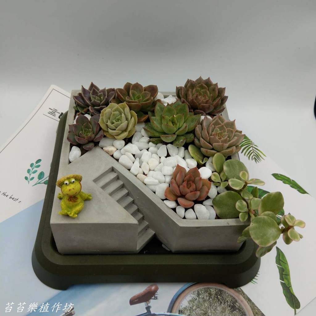 苔苔樂 近水樓臺水泥盆 方形 水泥盆多肉盆多肉盆栽多肉植物 辦公室小物手作創意植物花盆花器 蝦皮購物