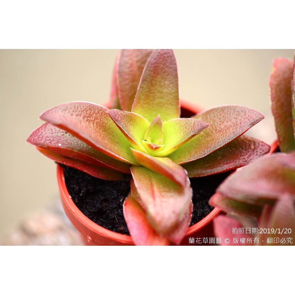 1吋迷你盆 赤鬼城 多肉植物 蘭花草園藝 蝦皮購物