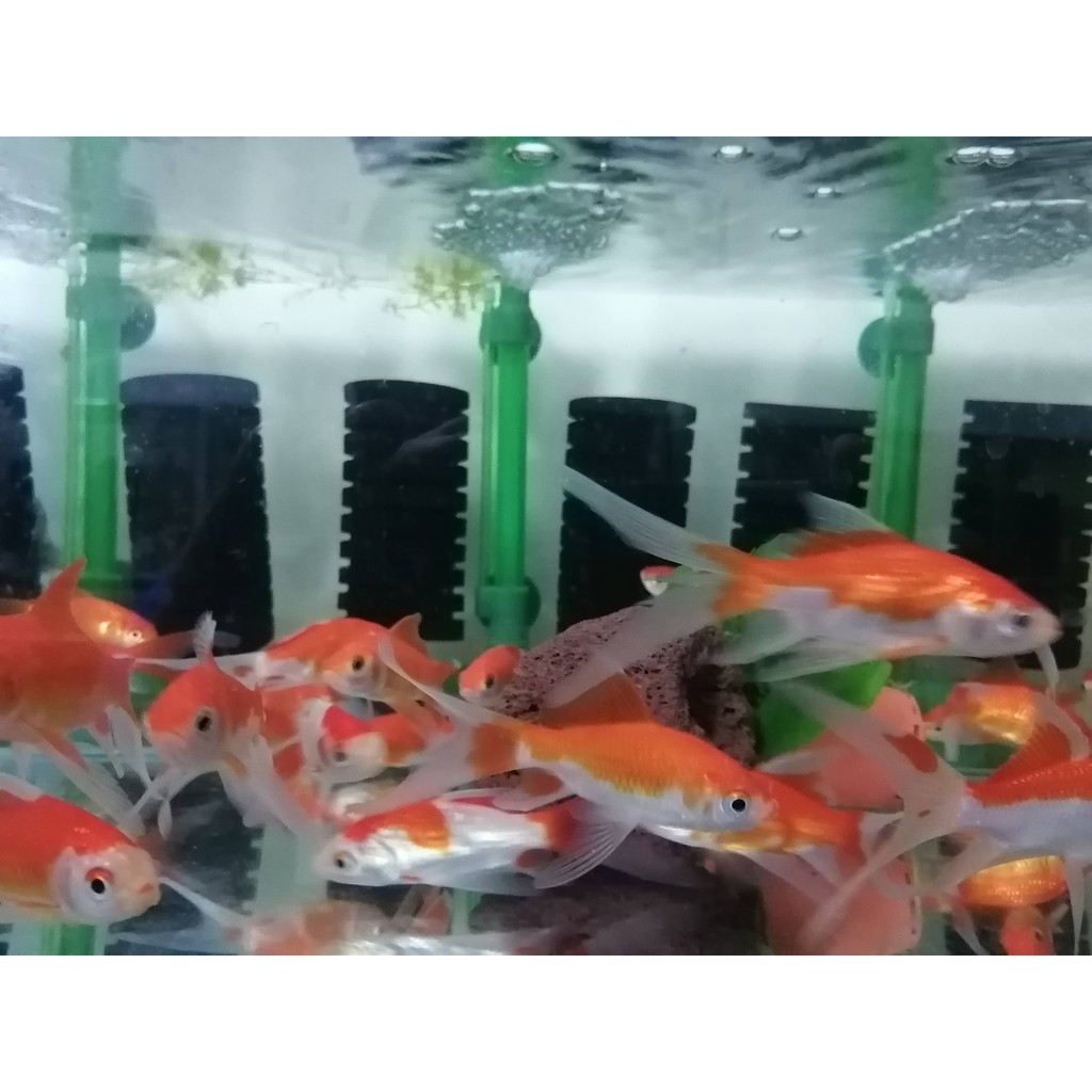 一元水族 玉如意金魚活餌 飼料 蝦皮購物