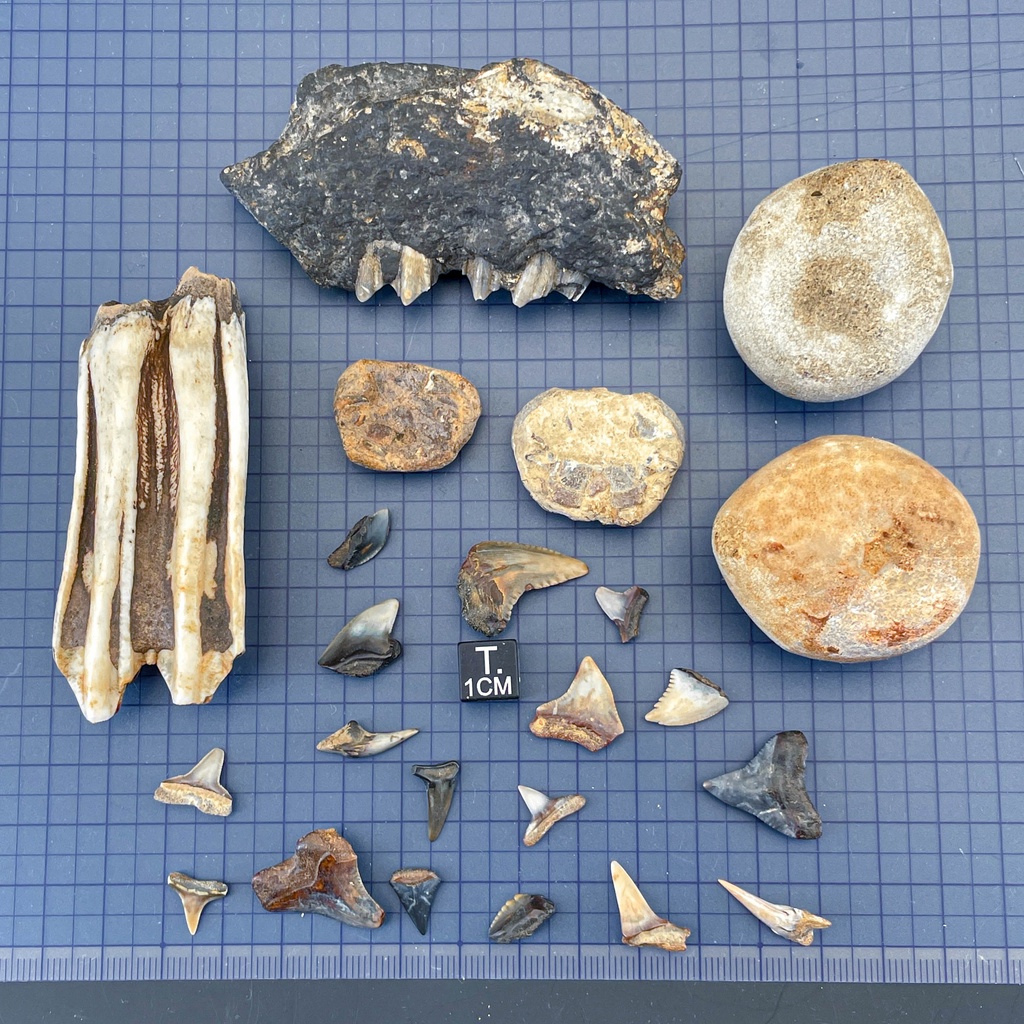 [稀有化石組合包] 超長馬齒/礦化鹿齒/鯊魚牙/海膽/螃蟹_印尼化石 (A13)