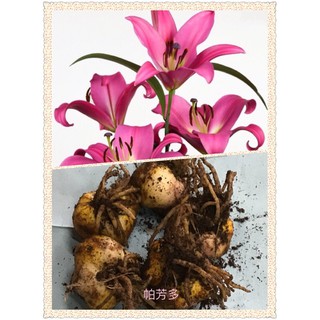 香水百合球根的價格推薦 21年7月 比價撿便宜
