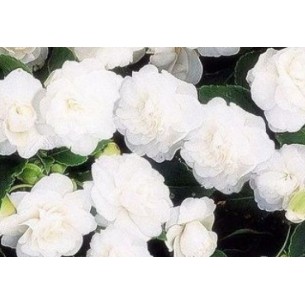 長春茶花鳳仙花種子鳳仙花鳳仙10入種子 M5039 O 蝦皮購物