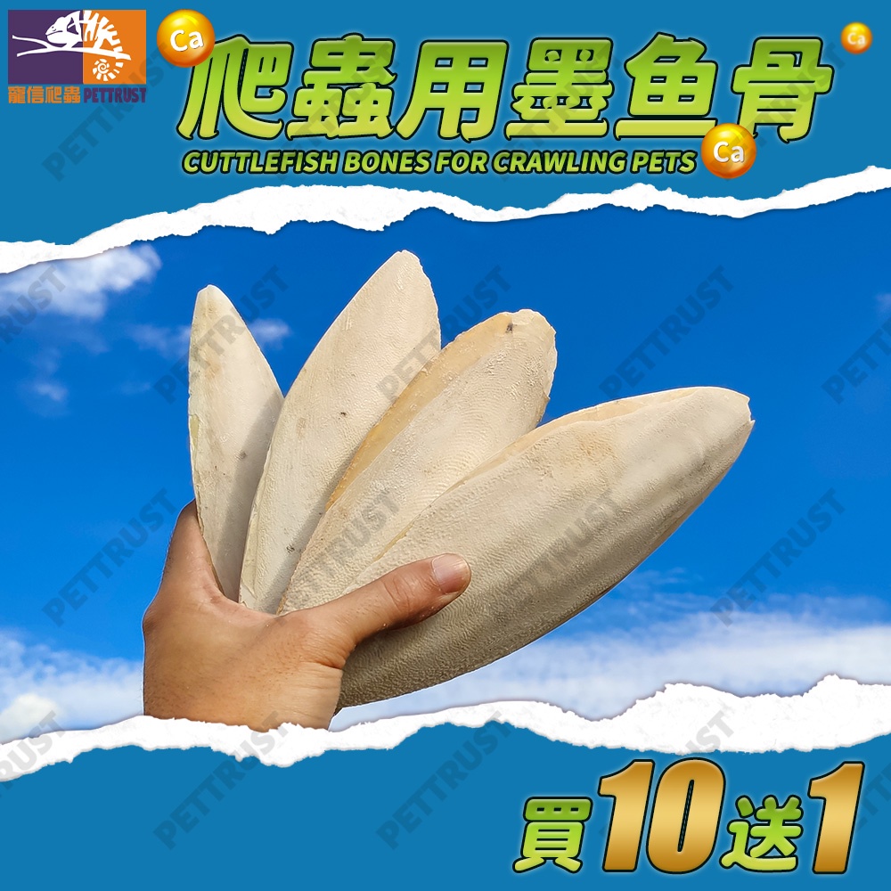 【台灣現貨】墨魚骨 整片 精品修邊 打磨脫鹽  墨魚骨鸚鵡 墨魚骨陸龜 墨魚骨串 墨魚骨鳥玩具 爬蟲補鈣 爬蟲鈣粉d3