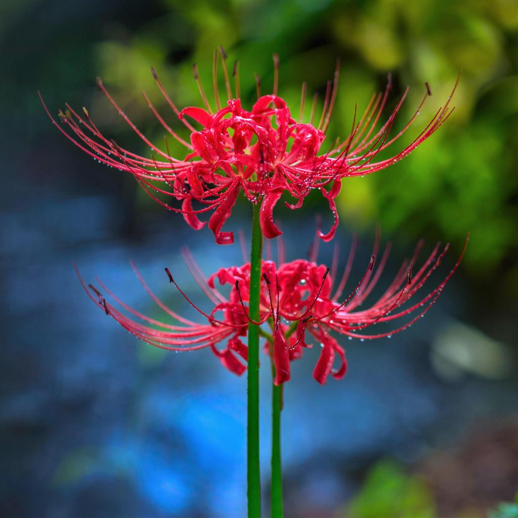 小熊球根 Lycoris Radiata 馬祖石蒜 紅花石蒜球根 彼岸花 龍爪花 鑽石百合 開花球 現貨 蝦皮購物