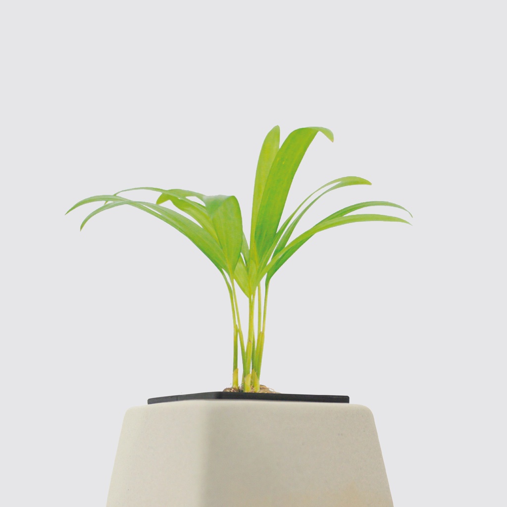 │ 方盆系列 │ 迷你黃椰子 - 空氣淨化 水耕盆栽 自動喝水 水培 室內植物