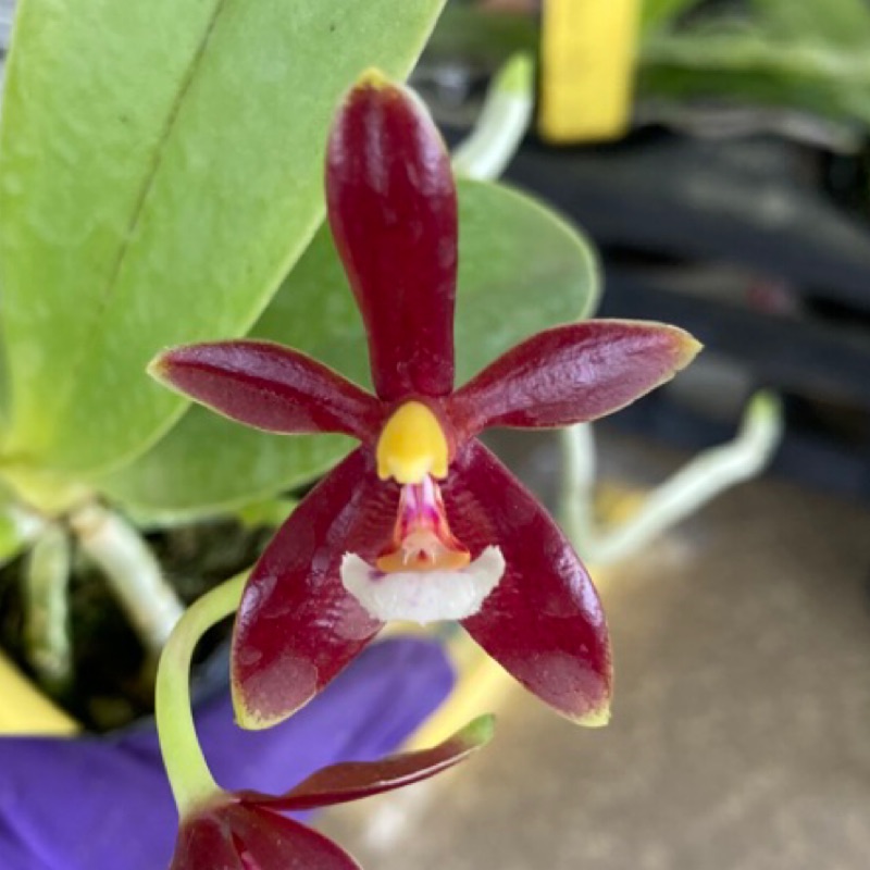 Phalaenopsis cornu-cervi紅鹿角 蝴蝶蘭 蘭花 有香味