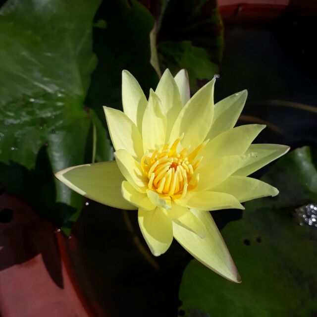 小木屋園藝 水生植物 四季香水蓮 卡拉 開花成株 蝦皮購物