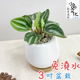 【小品文化】斑馬椒草【現貨】3吋雪胖盆 懶人盆栽 免澆水盆栽 水培 簡單種植 觀葉植物 室內植物 自動吸水 花盆