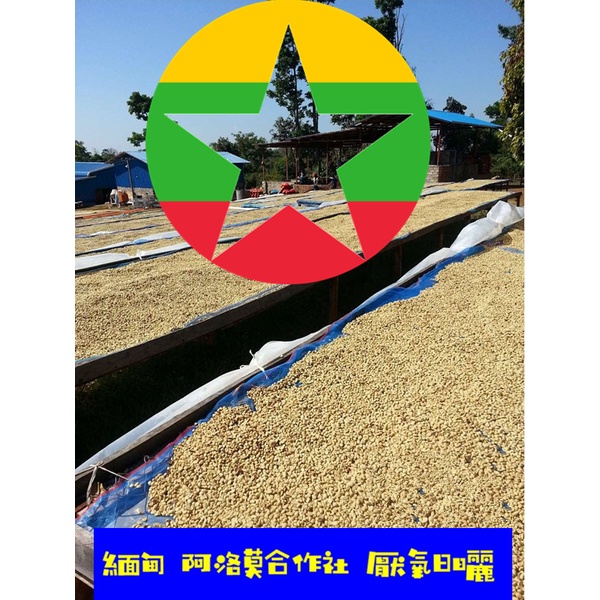 新貨-推薦 緬甸 阿洛莫合作社 厭氧日曬 1000G精品咖啡生豆