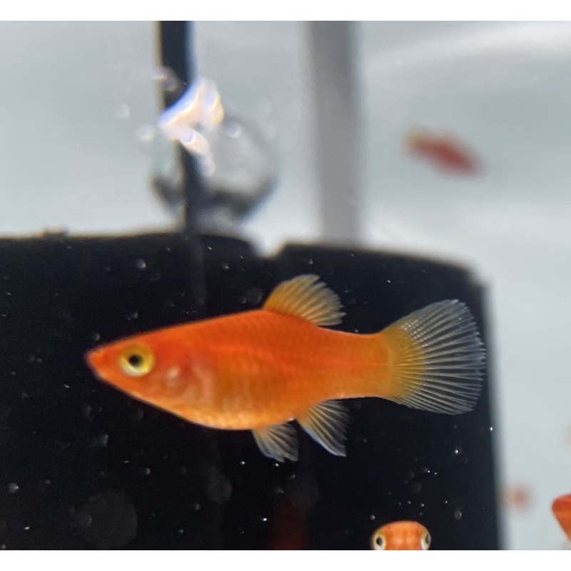 黑球魚 優惠推薦 21年7月 蝦皮購物台灣