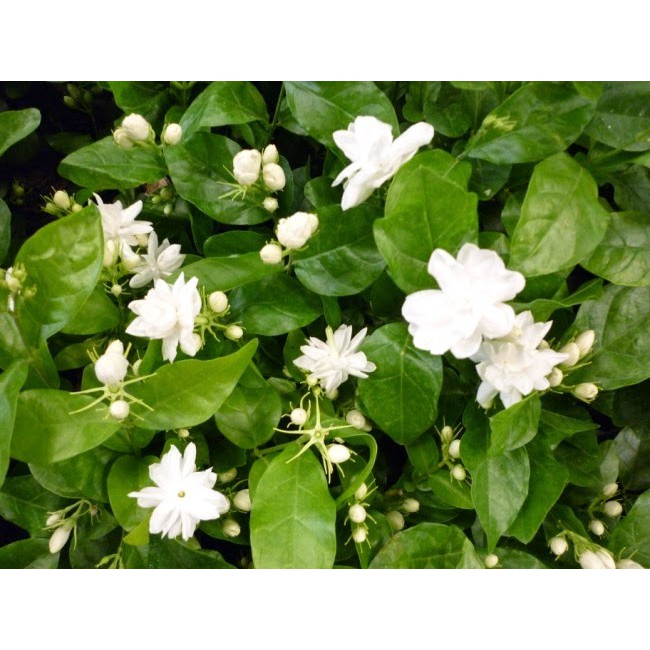 茉莉花 5吋 觀花植物 綠籬植物 香花植物35公分 蝦皮購物