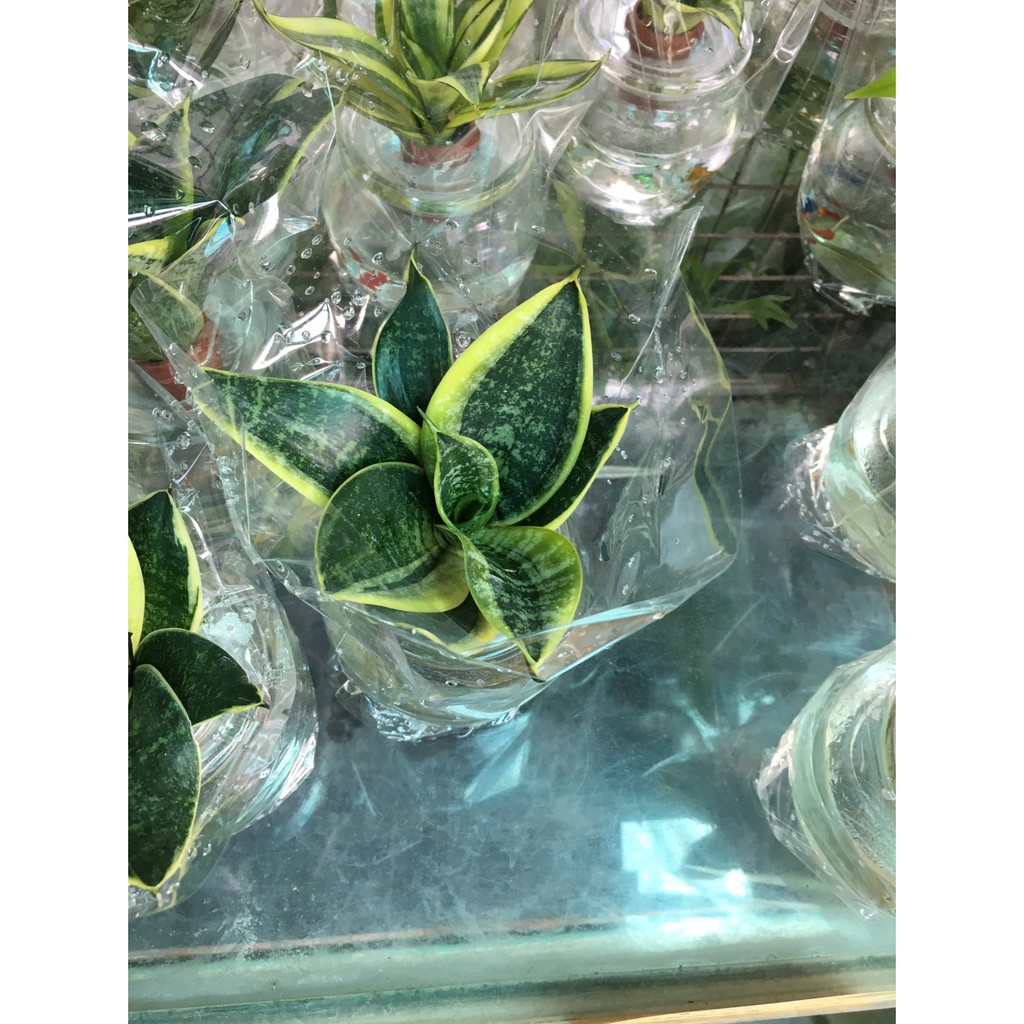 慶平花坊-[水耕綠葉虎尾蘭]淨化空氣-玻璃瓶