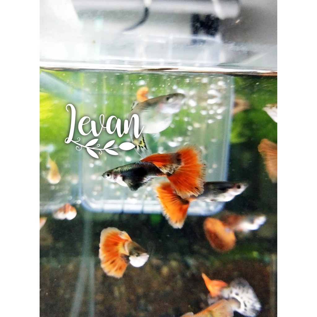 Dumbo Big Ear Guppy 白金大耳孔雀魚水族用品 蝦皮購物