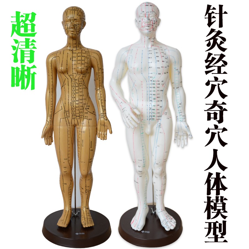 清晰經絡男女人體模型人體中醫經絡模型銅人針灸穴位教學人體模型 蝦皮購物