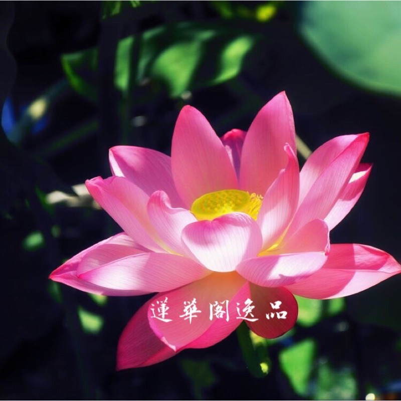 蓮華閣逸品 線上商店 蝦皮購物