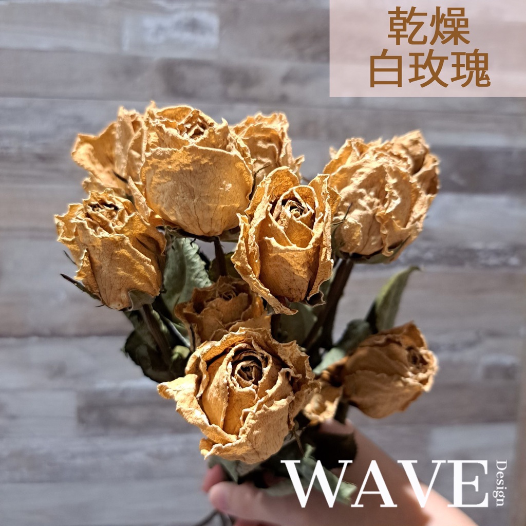 《WAVE Design 》乾燥白玫瑰 乾燥花材 天然乾燥花 植物果實 花材 花藝材料 拍照道具 永生花 DIY