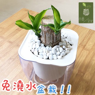 【小品文化】巴西鐵樹【現貨】4吋透明懶人盆栽 加水更方便 觀葉植物 室內植物 自動吸水 水培創意花盆 居家辦公盆花