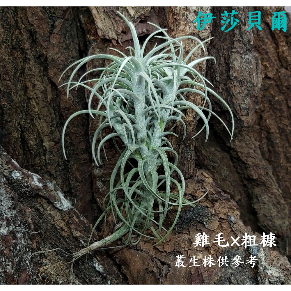【新巧園】空氣鳳梨 粗糠X雞毛T. paleacea X tectorum（伊莎貝爾） 雞毛撣子-空鳳-空氣草