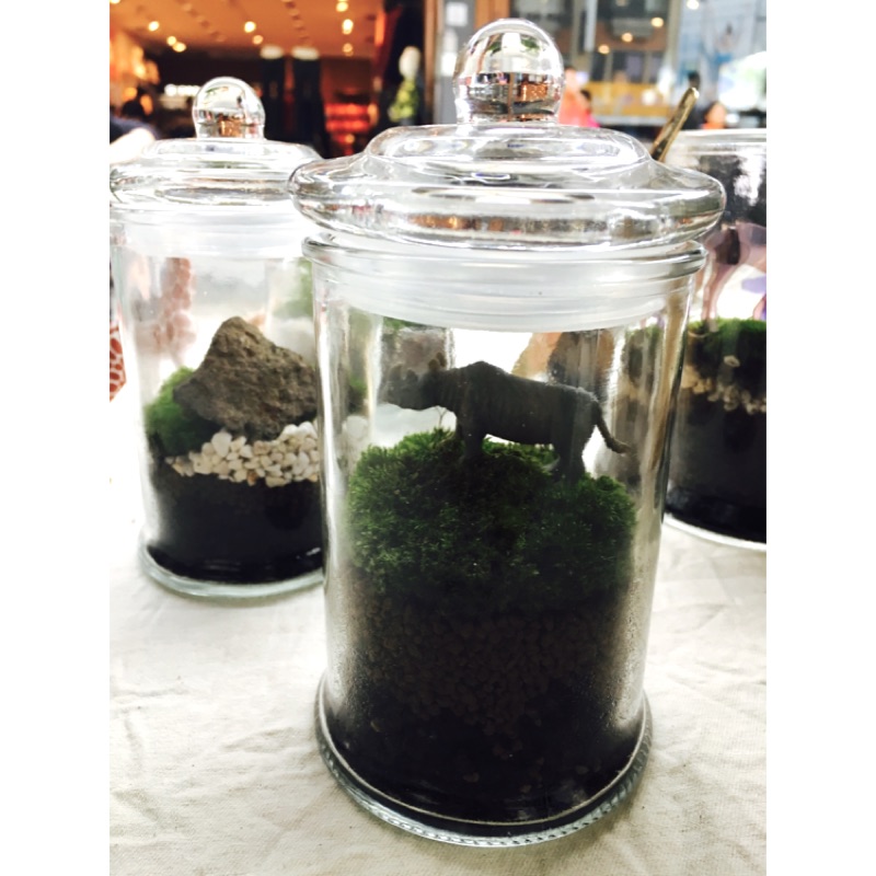 苔瓶植物瓶 蝦皮購物