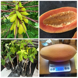 新品種：進口巨大矮種木瓜苗盆栽【少籽】short Papaya 四季生果品種、產量多、甜度高、矮種木瓜、矮木瓜、紅妃木瓜