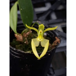 大眾蘭園 豆蘭 Bulbophyllum lasicochilum var alba