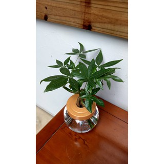 快速出貨 綠境盆栽 發財樹 馬拉巴慄 招財植物 聚財 大Size 水耕植物 空氣淨化 室內植物