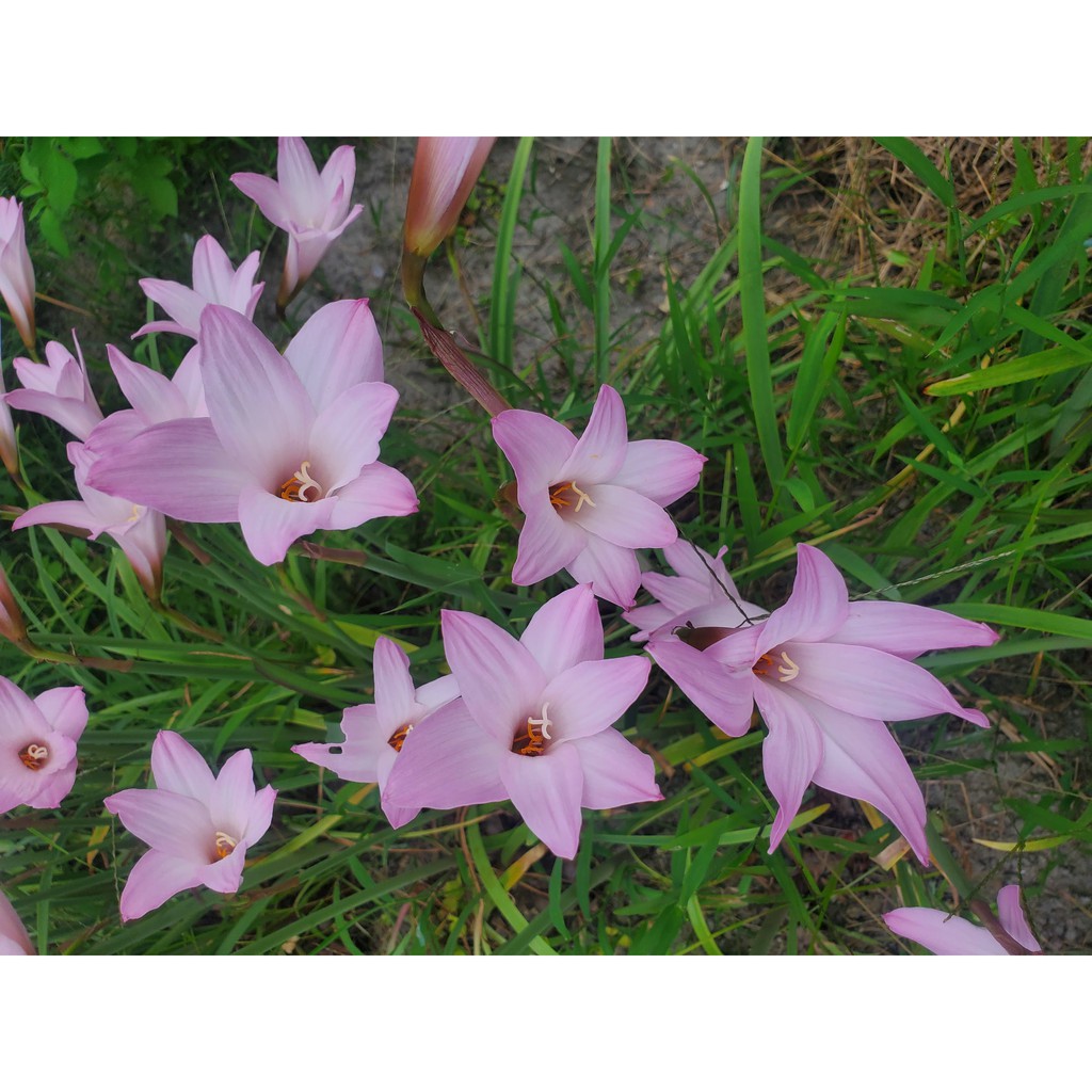 【麻糬花坊】風雨蘭 櫻桃粉 Cherry Pink 開花球