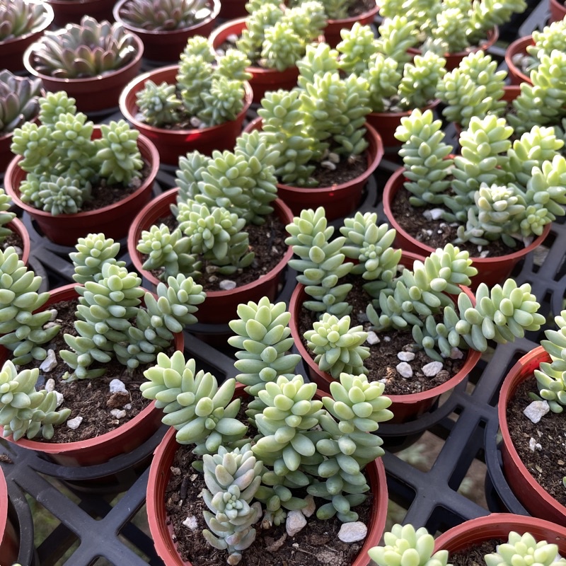ラッピング不可 多肉植物 新玉つづり 植物 観葉植物 Stfparishschool Org