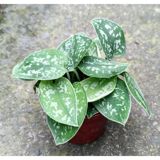 星點藤盆栽 3吋盆 室內植物 綠化植物 淨化空氣