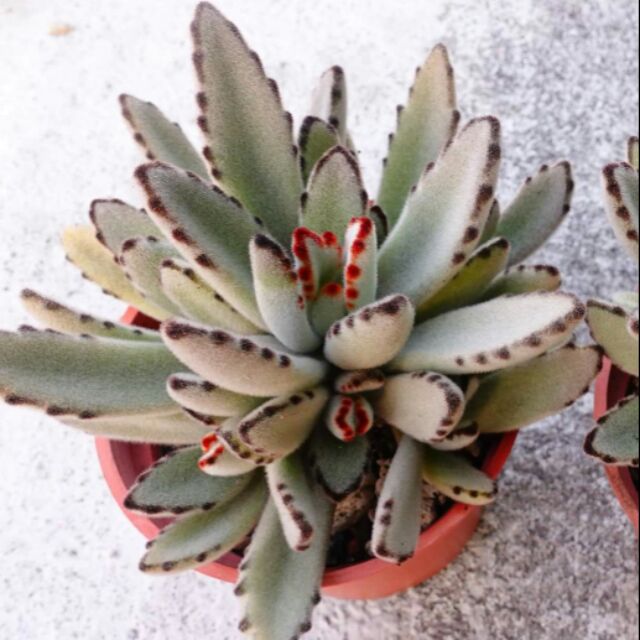 毛毛兔子多肉 月兔耳小老欉多頭群生多肉植物 蝦皮購物