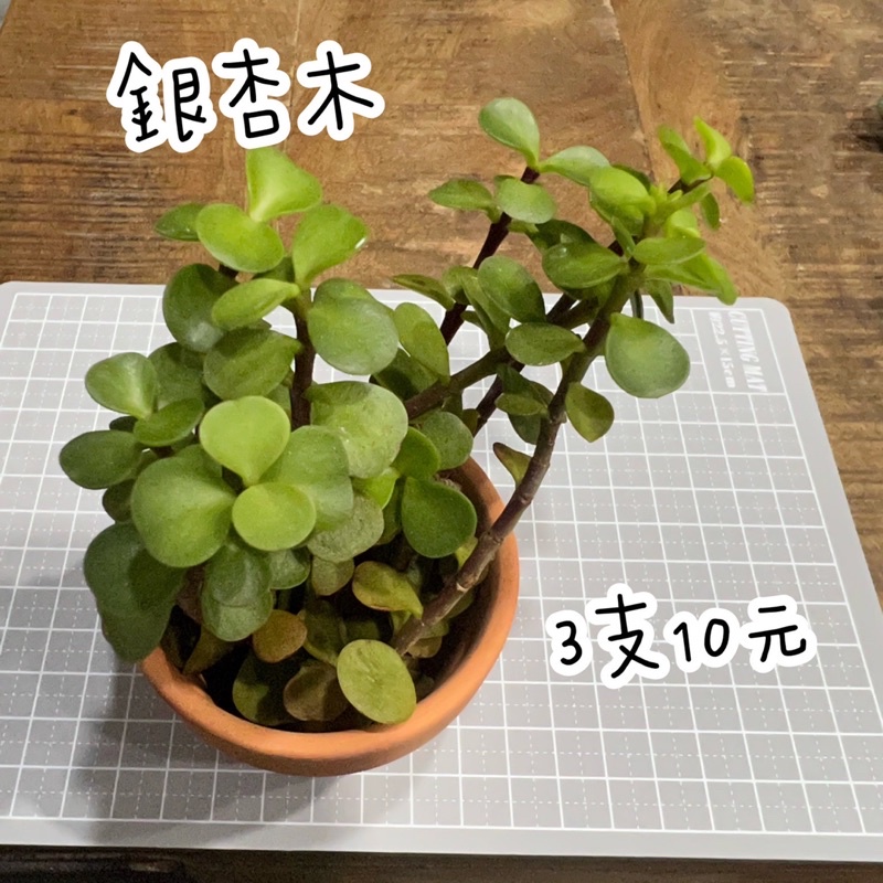 多肉植物 銀杏木3支10元砍頭多肉 蝦皮購物