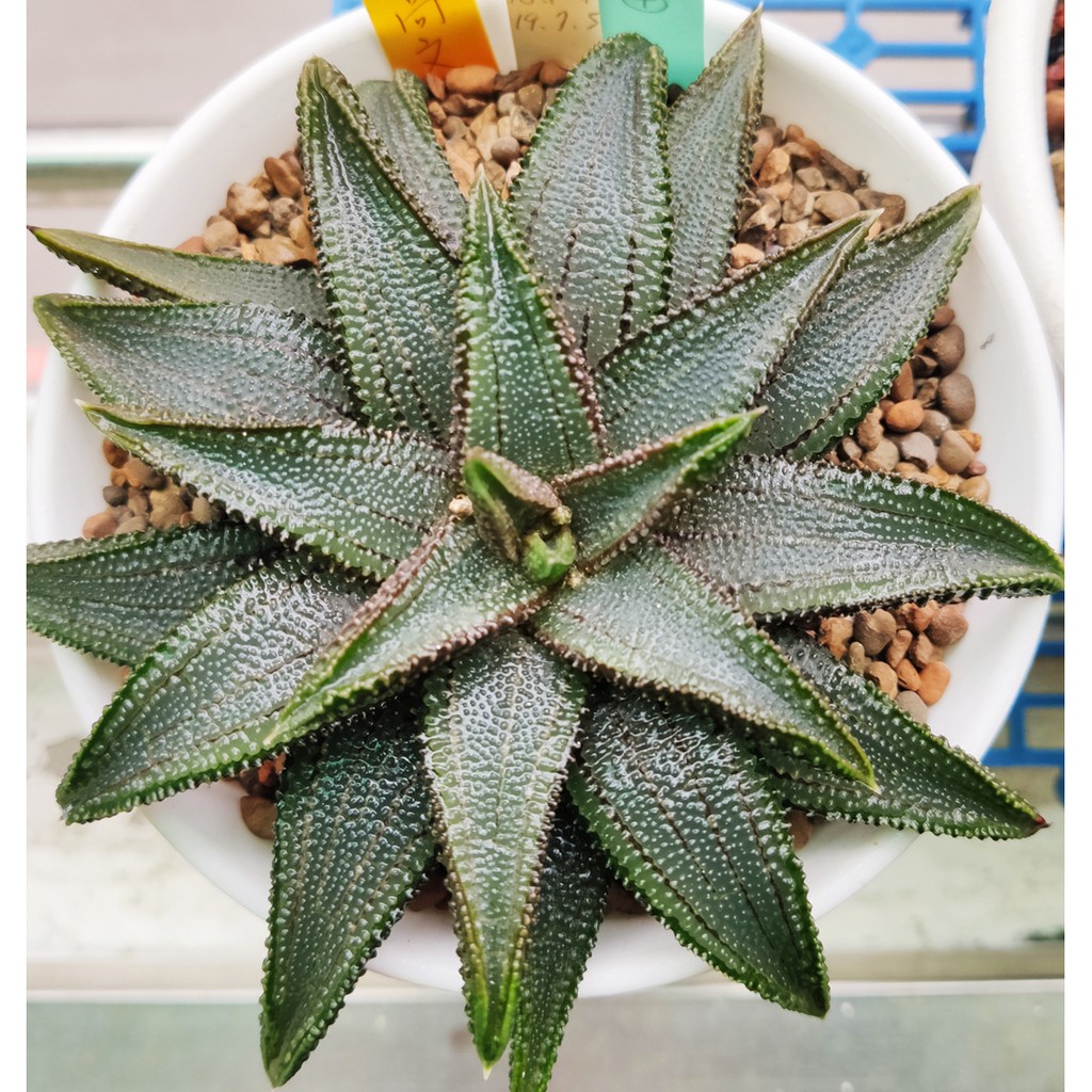 多肉植物 硬葉大型高文鷹爪 蝦皮購物