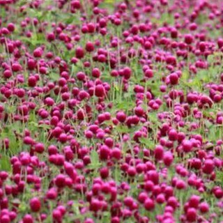 千日菊 優惠推薦 21年7月 蝦皮購物台灣