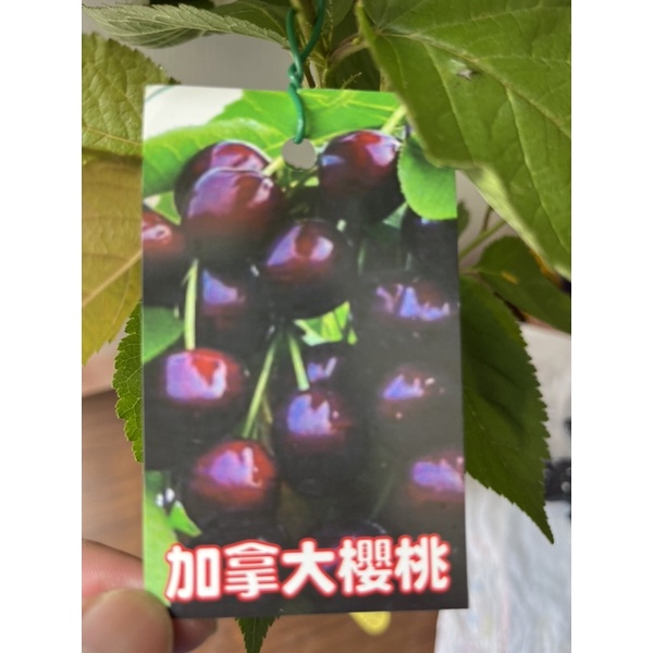 ★綠霖園藝★加拿大櫻桃 嫁接苗高度40公分 新興果樹/觀賞植物/水果樹苗/新興果樹/果苗/嫁接/植物/盆栽