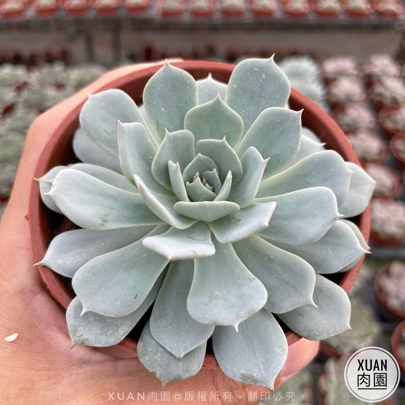 3吋盆 薄葉藍鳥 多肉植物 多肉 療癒小物 組盆 Xuan肉園 蝦皮購物