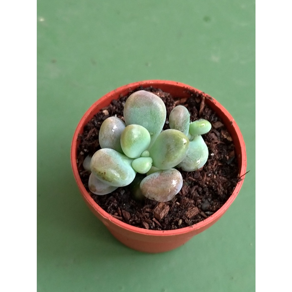 開心多肉 1吋盆多肉植物組盆 達摩姬秋麗 含土含盆寄出 實物拍攝 蝦皮購物