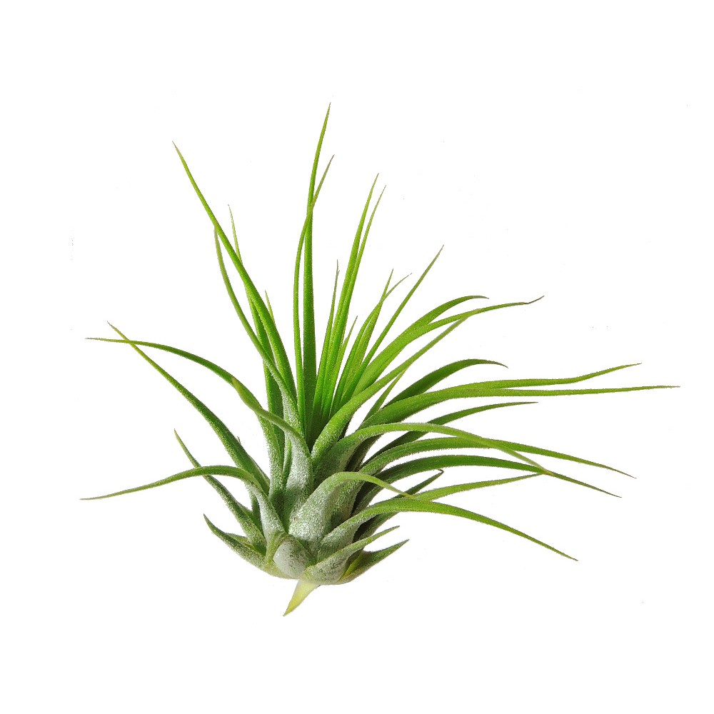 【瘋鳳】空氣鳳梨 小精靈變異 Tillandsia ionantha var. ionantha