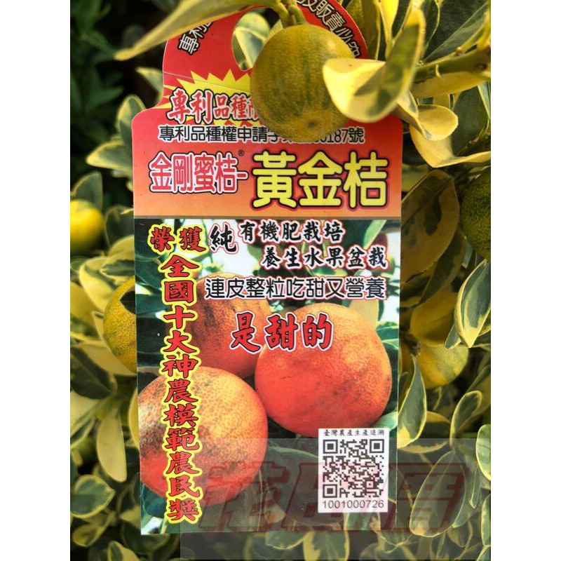 花田里_水果果苗_ 金剛蜜桔黃金桔_1尺盆 高40-60CM 果實與葉子皆有條紋(無法超取)