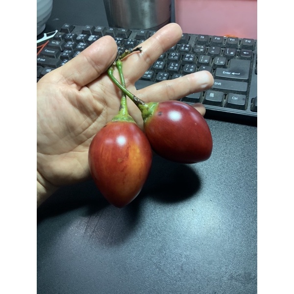 木本番茄/樹蕃茄/紅寶石(cà chua Tamarillo)種子真空包