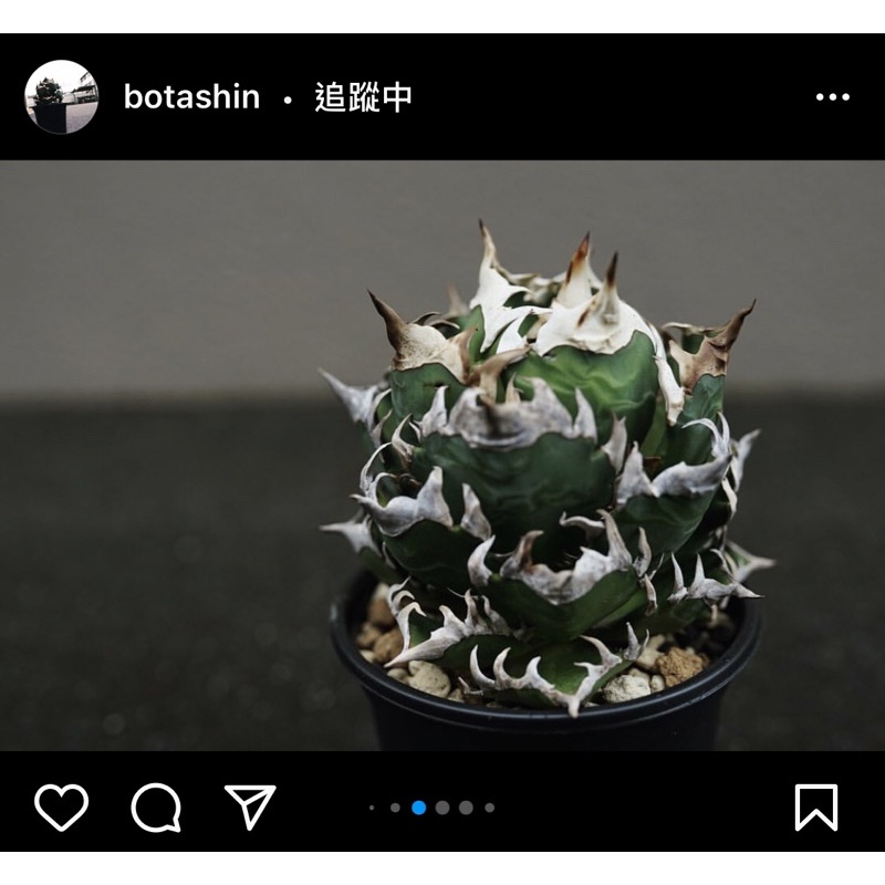 紅貓嚴龍的價格推薦 22年2月 比價比個夠biggo