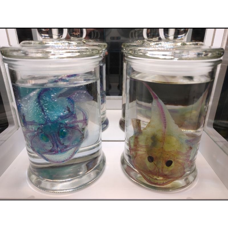 透明生物標本 永保安康 深海鮟鱇魚lophiidae 安康魚燈籠魚工作室擺放標本藝術品歡迎購買 蝦皮購物