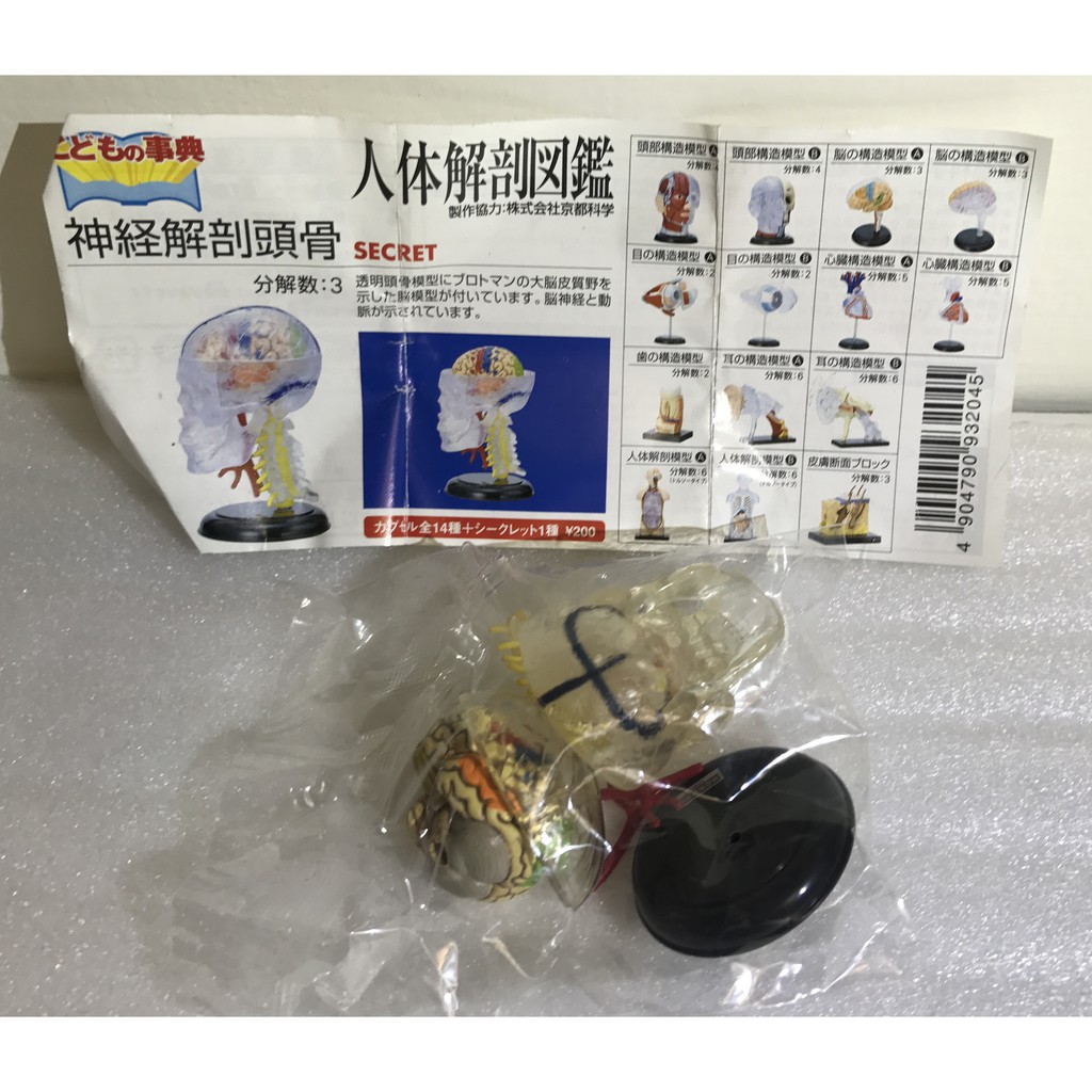 YUJIN  第一代 人體解剖圖鑑 單賣 隱藏版 透明 神經解剖頭骨  全新品