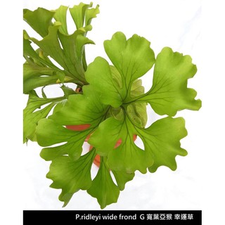 缺貨中亞猴鹿角蕨 美猴王 上板 蝦皮購物