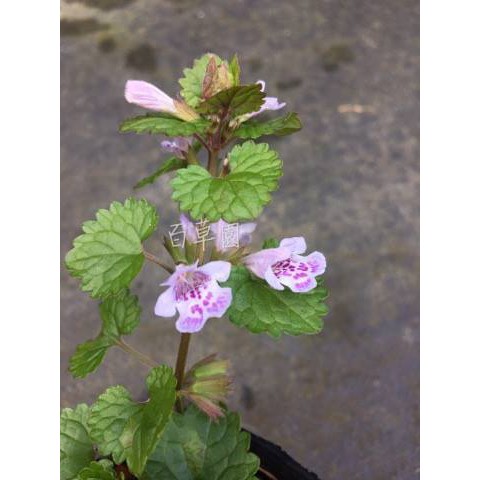 花草植物園 金錢薄荷 蝦皮購物