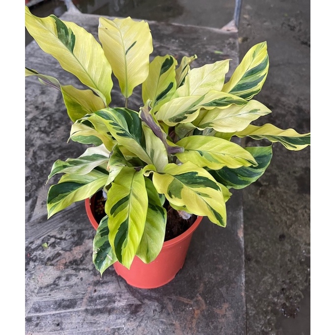 觀葉植物～黃油畫竹芋（6吋）