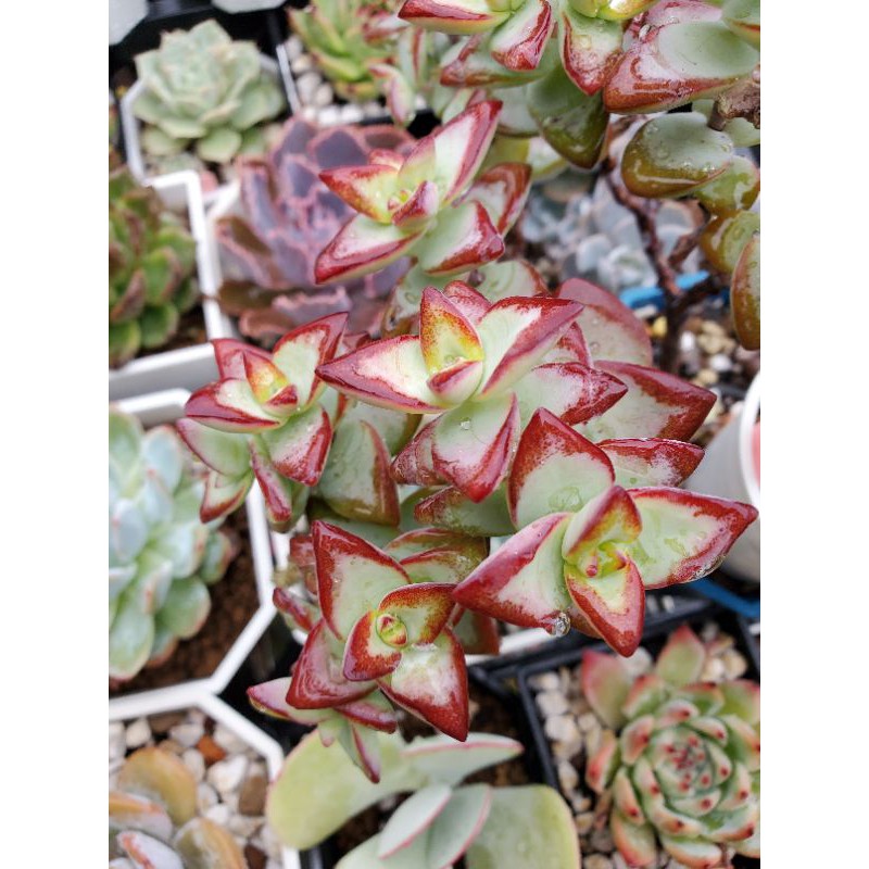 多肉植物 太陽星4頭以上 蝦皮購物