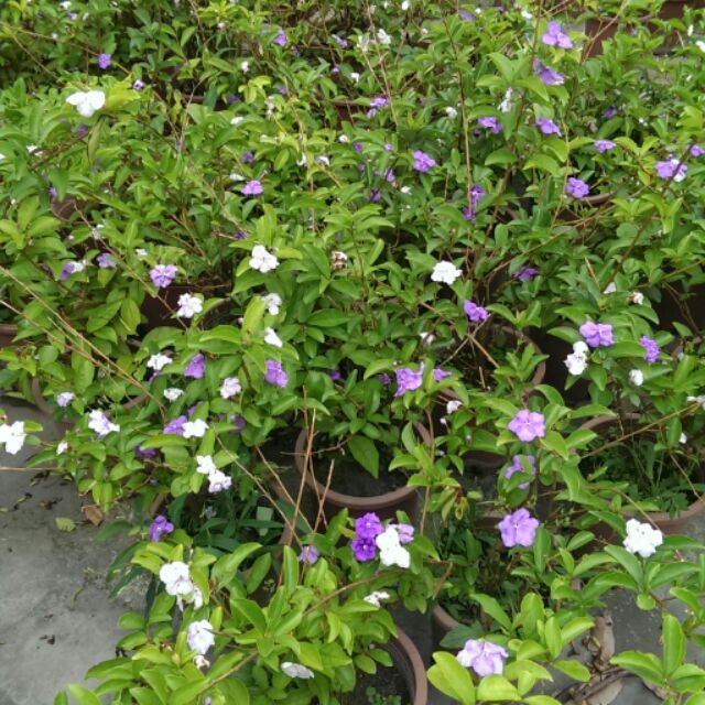 五彩茉莉 袋苗 番茉莉 3.5吋 紫花